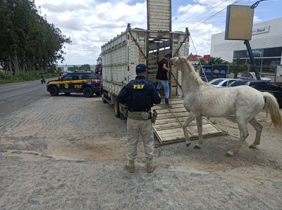 PRF intensifica ações de recolhimento de animais em Garanhuns