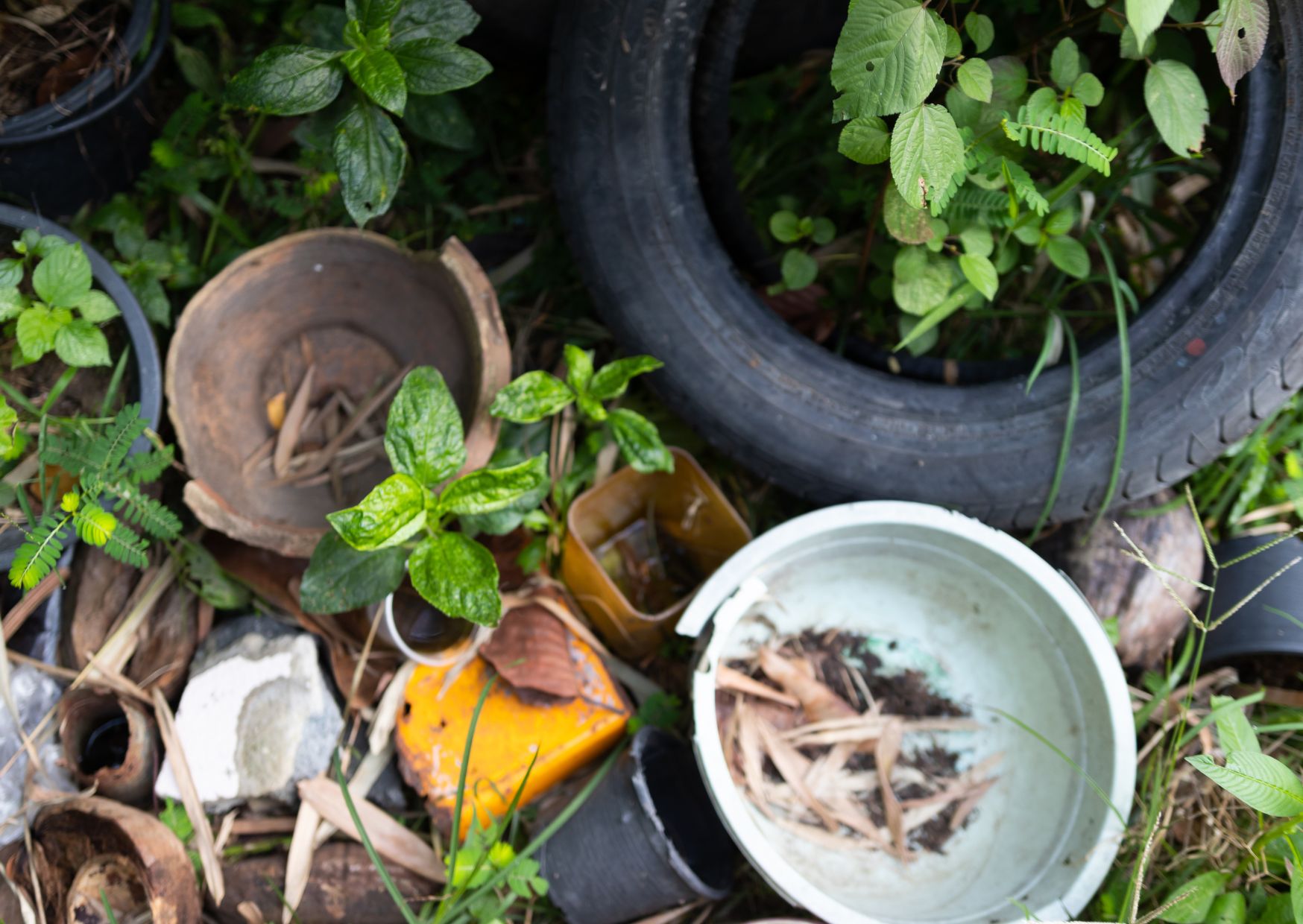 Casos de dengue aumentam no país e exigem mais atenção no cuidado com as crianças