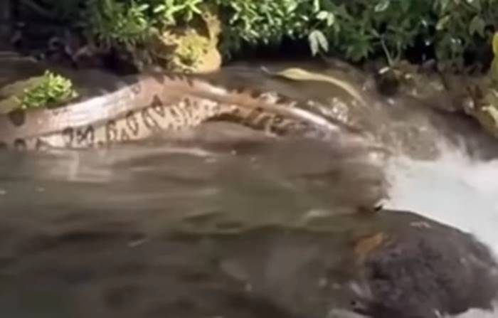 Sucuri gigante é vista no Mato Grosso do Sul