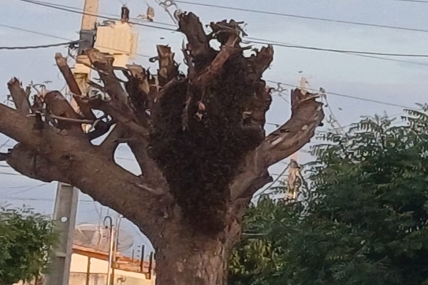 Moradores da Vila Marcela, em Petrolina (PE) alertam para enxame de abelhas em árvore