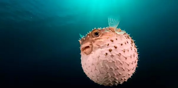 Polícia Civil investiga morte de três pessoas da mesma família após ingestão de baiacu — Blog Edenevaldo Alves