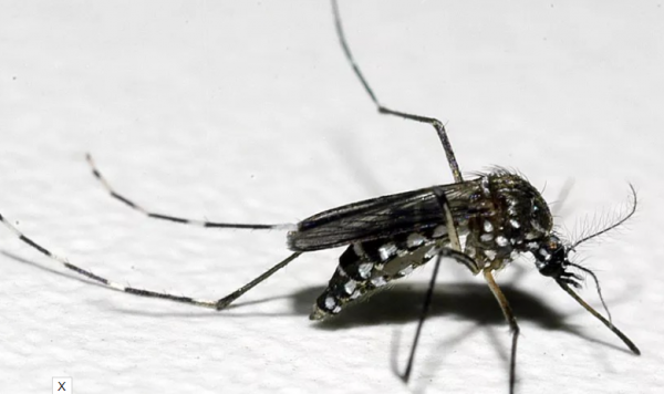 Brasil já registrou 75 mortes por dengue e mais de 500 mil casos em 2024 — Blog Edenevaldo Alves