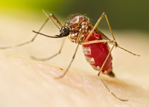 Confirmadas duas mortes por dengue em cidades da Bahia; criança de 5 anos é uma das vítimas