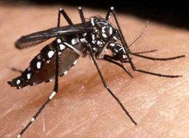 Pernambuco registra aumento nos casos prováveis de dengue