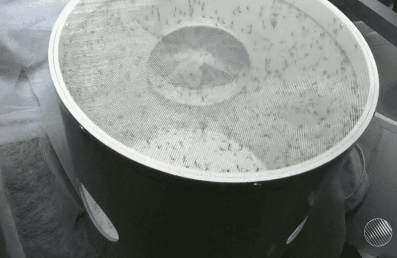 Bahia tem 13 municípios em epidemia de dengue