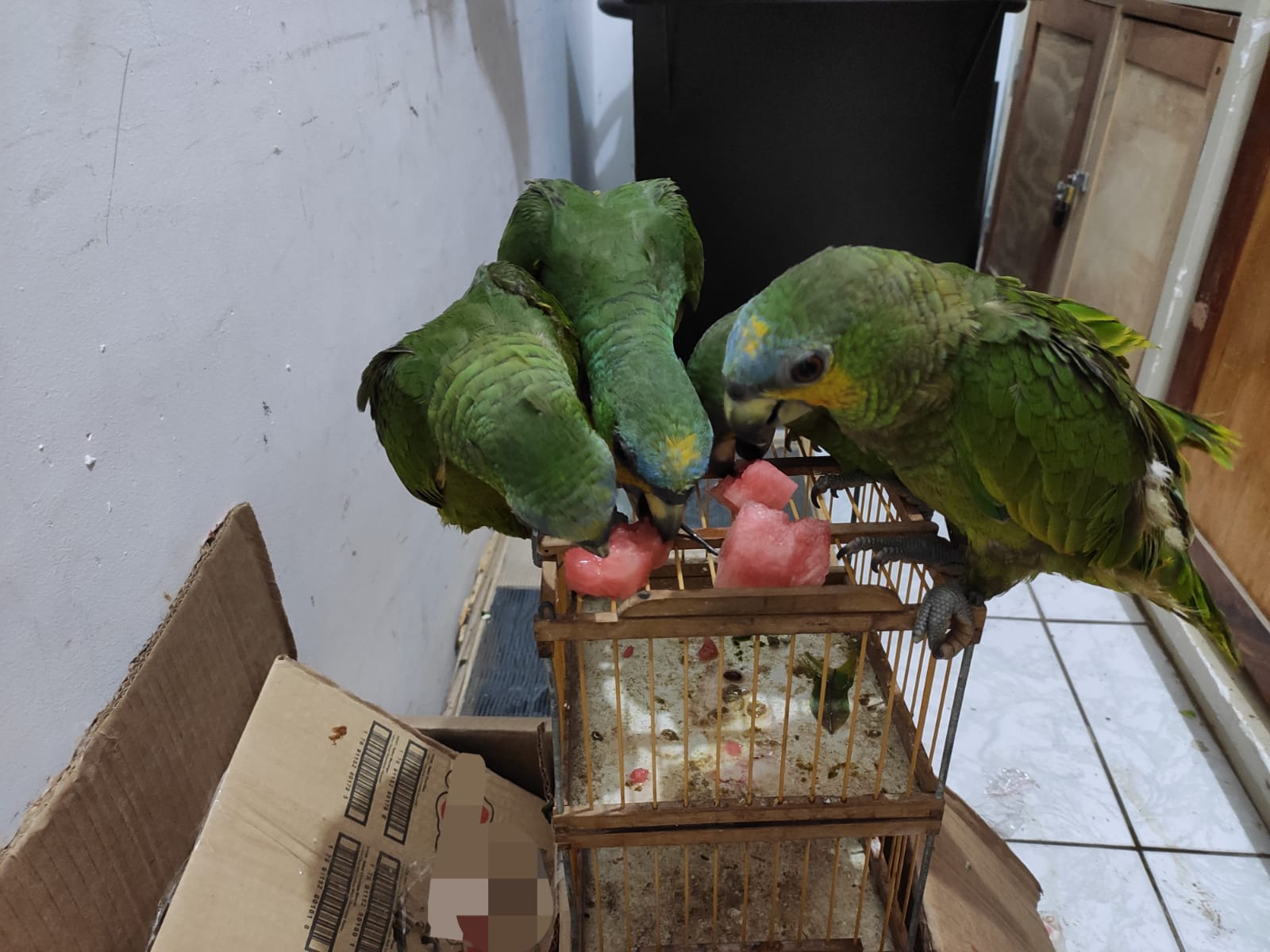 PRF resgata 85 aves silvestres de carro roubado em Salgueiro (PE) — Blog Edenevaldo Alves