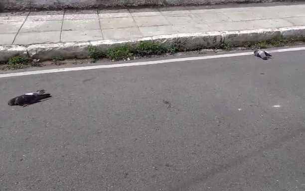 “Estão matando pombos a tiros no Km 2 em Petrolina (PE)” — Blog Edenevaldo Alves
