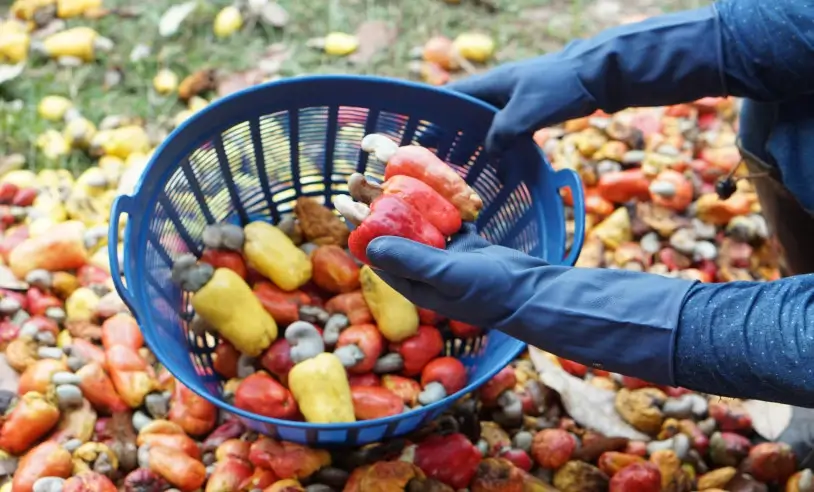 Paulo Afonso se prepara para o 1º Seminário Regional de Cajucultura e Apicultura