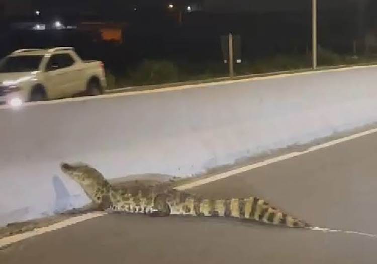 Protetores da causa animal pedem realocamento adequado dos jacarés capturados em área urbana