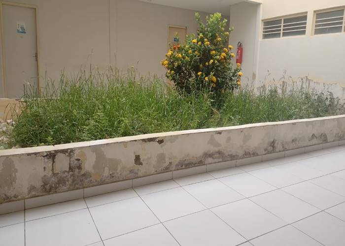 Leitor reclama do mato alto na UBS Amália Granja; prefeitura esclarece