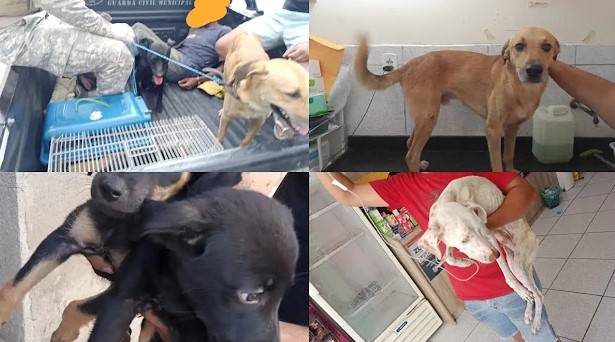 Suspeito de maus-tratos contra animais é preso em Santa Cruz do Capibaribe