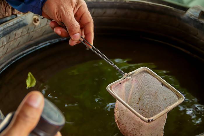 Juazeiro prossegue com mutirões de combate ao Aedes