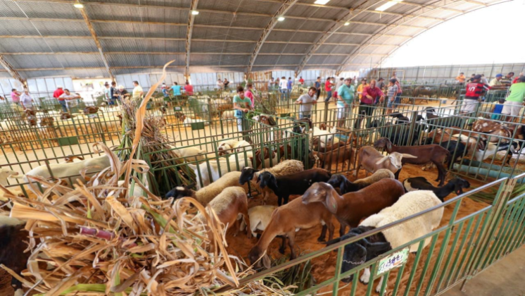 XI ExpoRajada: caprinovinocultores de três estados estão em contagem regressiva para o evento