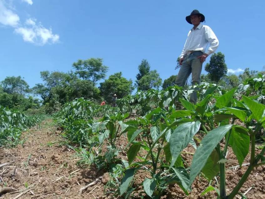 Comissão da Alepe aprova sinalização de produtos da agricultura familiar