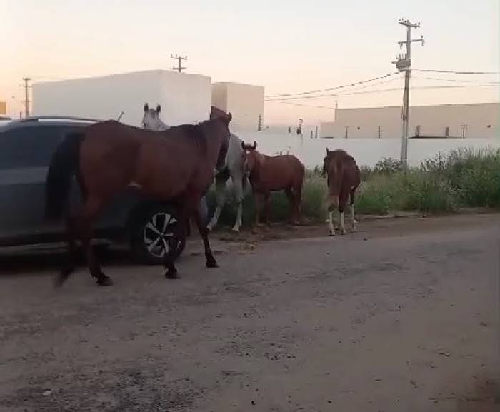 Cavalos soltos em residencial de Petrolina tiram paciência de moradores