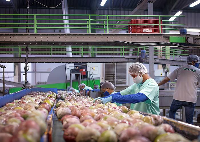 Manga produzida no Vale ajuda país a bater recorde de receita e exportação