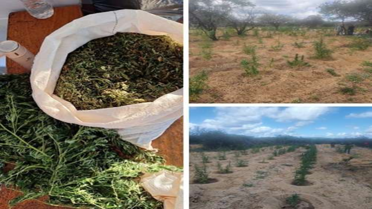 Policiais Militares do 5°BPM erradicam plantação de maconha em Petrolina