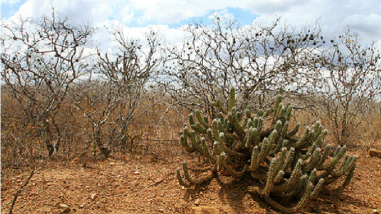 Abertas inscrições para o concurso de poesias ‘Viva Caatinga’, em Petrolina