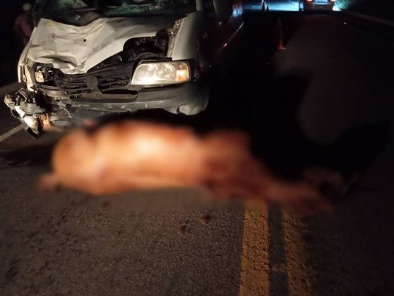 Cavalos são atropelados e mortos em rodovia de acesso a Rajada