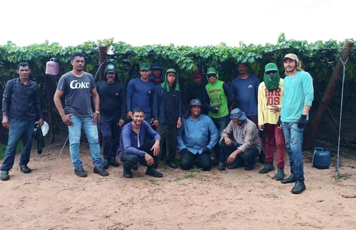 Clima, tecnologia e cooperativismo ajudam a transformar fruticultura no Vale