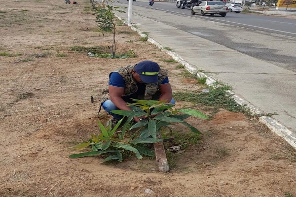 Petrolina (PE): AMMA faz plantio de árvores da Avenida Ulisses Guimarães