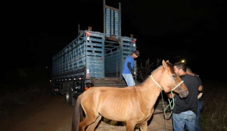 Centro de Controle de Zoonoses recolhe animais abandonados de grande porte em Petrolina