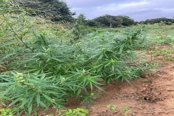 Plantação com mais de oito mil pés de maconha é destruída pela polícia em Curaçá (BA) — Blog Edenevaldo Alves