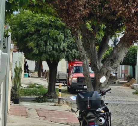 Idoso é atacado por abelhas no Bairro Dom Malan