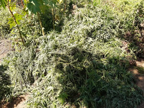 Polícia erradica mais de 31 mil pés de maconhha em Curaçá