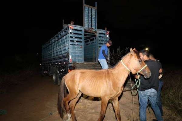 Petrolina (PE): Lei que regula criação de animais de grande porte será discutida em encontro