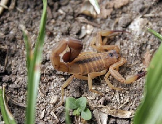 Petrolina (PE): 70 casos de acidentes com escorpiões são registrados nos sete primeiros meses de 2024