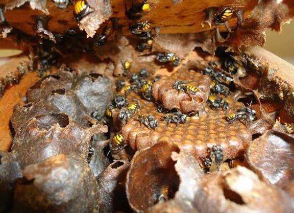 IFSertãoPE Petrolina/Campus Zona Rural realizará minicurso sobre abelhas