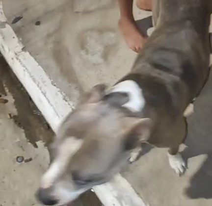 Cadela pitbull é encontrada vagando pelo São Gonçalo e mobiliza moradores