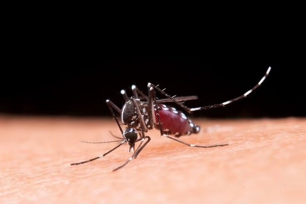 Brasil se aproxima de 5 mil mortes confirmadas por dengue em 2024 — Blog Edenevaldo Alves