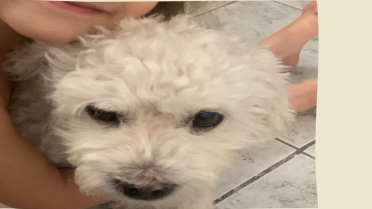 Tutora busca por cachorro desaparecido no bairro João de Deus, em Petrolina