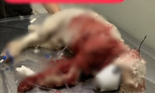 Petrolina (PE): Cachorro atacado por Pitbull não morreu e está internado; tutora pede ajuda para salvar animal
