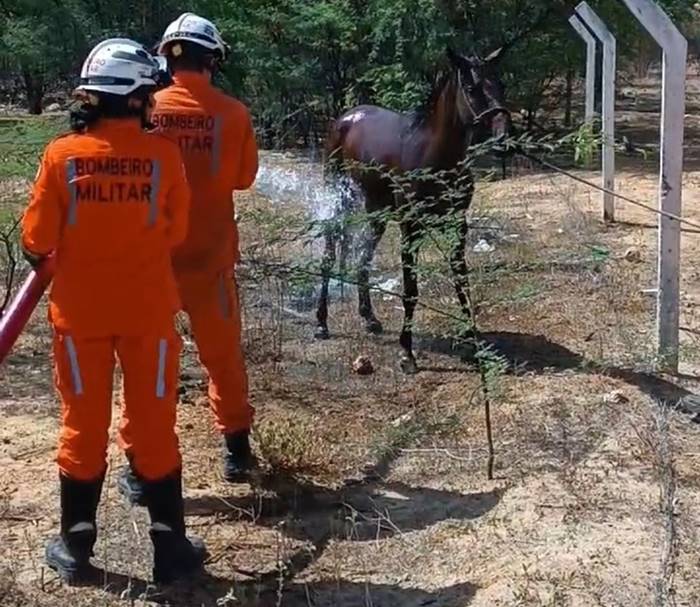 Cavalo cai em fossa e é resgatado por Bombeiros em Sobradinho
