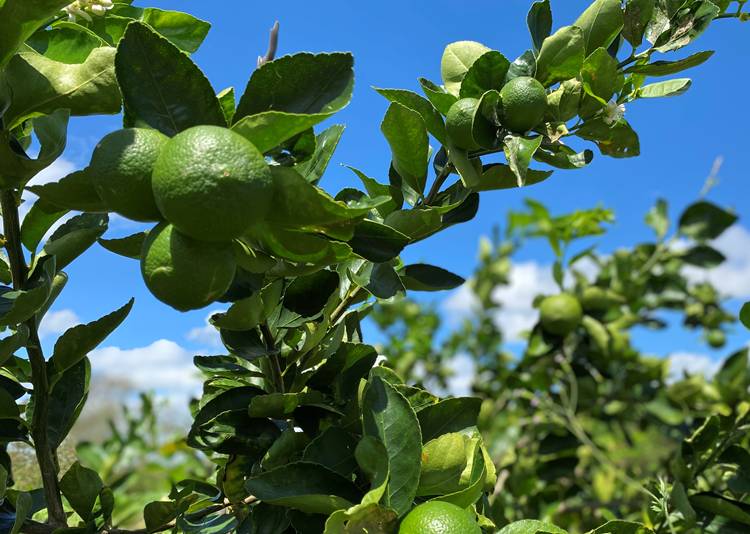 Produção de lima ácida Tahiti começa a ganhar espaço no VSF