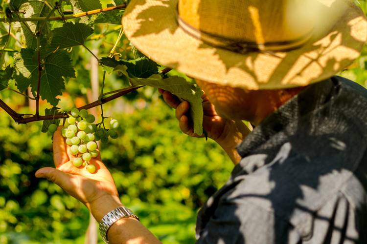 Banco do Nordeste prevê R$ 24,1 bilhões para semiárido em 2025