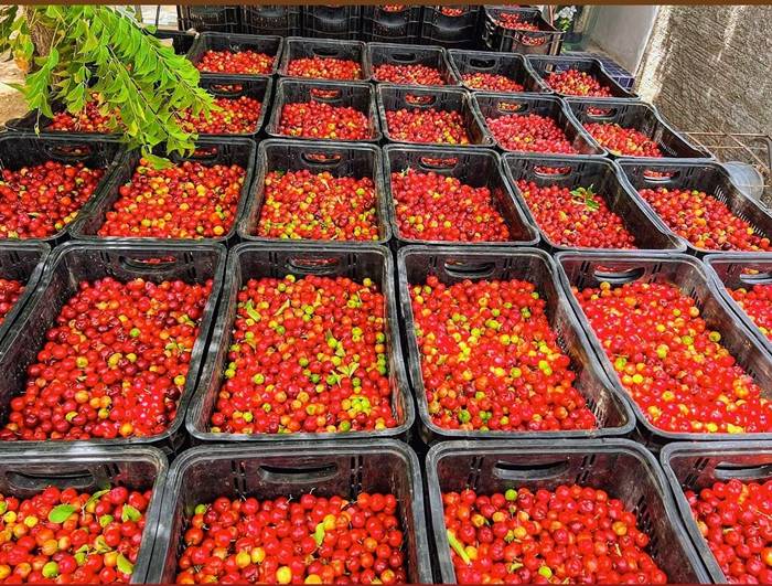 Santa Maria: Assentamentos impulsionam economia regional com produção de acerola