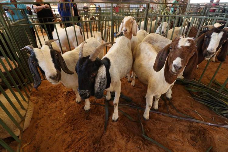 12ª edição da ExpoRajada acontecerá de 24 a 27 de abril