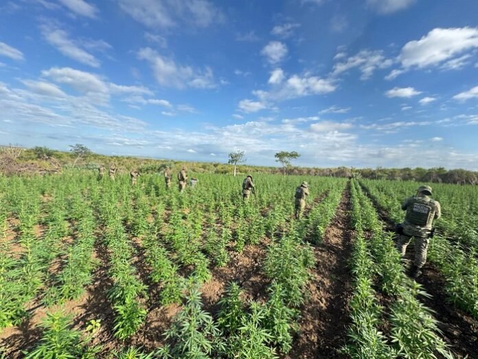 Cipe Caatinga erradica 90 mil pés de maconha durante ação integrada em Filadélfia (BA)