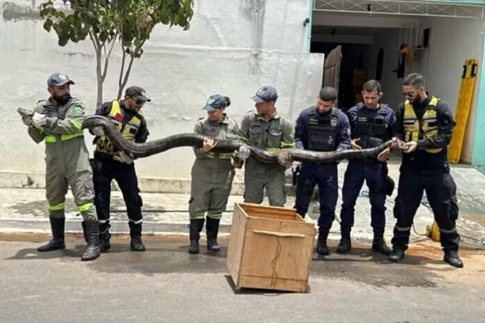 Bahia: Sucuri de quase 5 metros de comprimento é capturada próximo a rede de esgoto