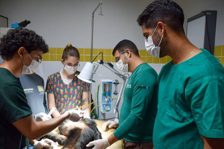 Abordagem multidisciplinar na conservação da fauna é essencial, diz Univasf