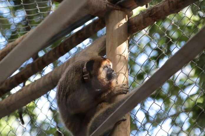 Histórico: Primatas bugios-pretos são reintroduzidos no Boqueirão da Onça, em Campo Formoso (BA)