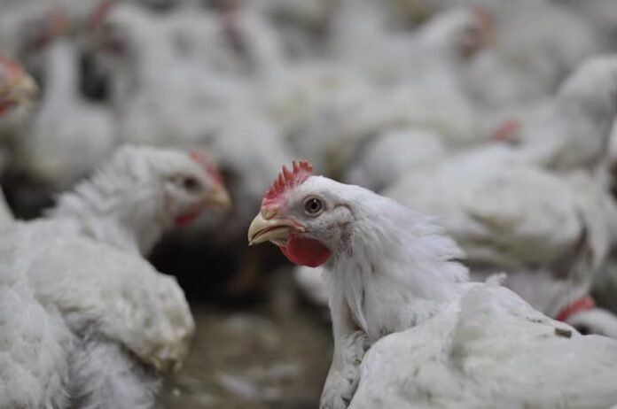 Cepa de gripe aviária, transmissível ao ser humano, reaparece em granja dos Estados Unidos