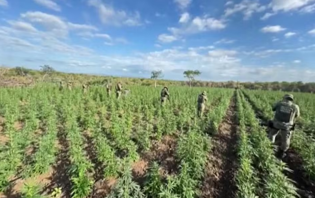 Polícia destrói 90 mil pés de maconha em Filadélfia (BA) e Ponto Novo (BA) ; suspeito é preso em flagrante