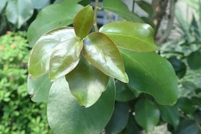 Anvisa proíbe suplementos com ora-pro-nóbis e determina recolhimento; entenda