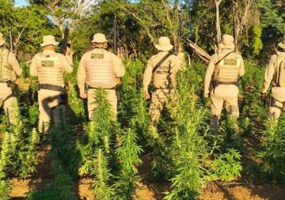 45ª CIPM destrói plantação de mais de 40 mil pés de maconha em Chorrochó