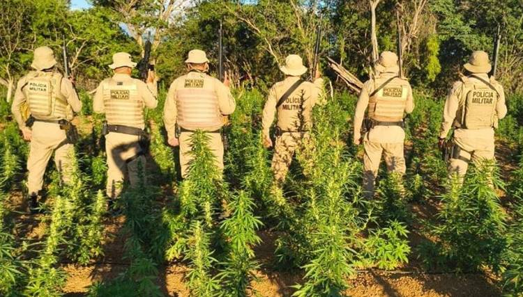 45ª CIPM destrói plantação de mais de 40 mil pés de maconha em Chorrochó